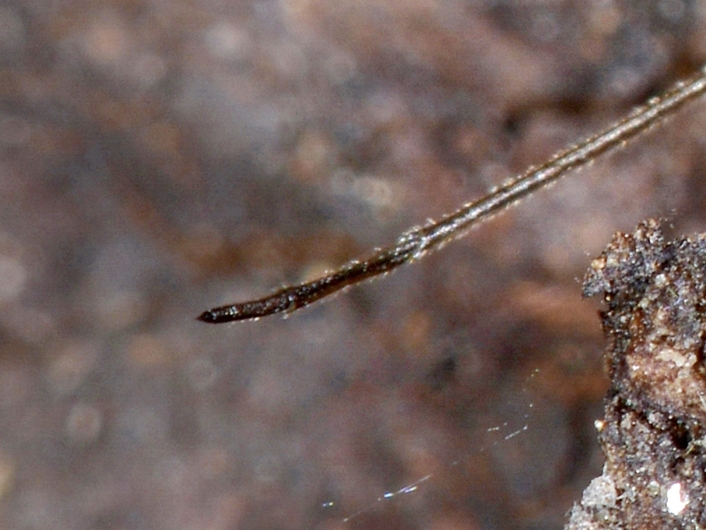 Stomaphis cfr quercus: fabbrica ad alta  riproduzione